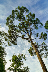 Large pine tree in silhouette against blue sky with clouds in summer day.
