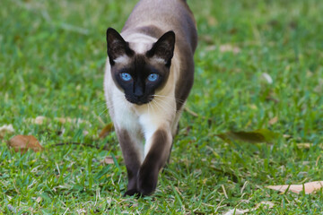 Tonkinese cats with stunning blue eyes