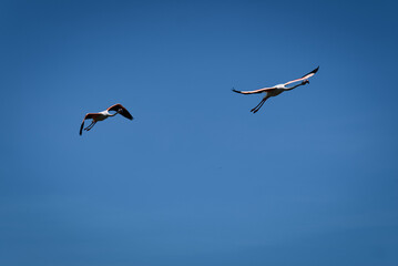 Obraz premium Flamants roses