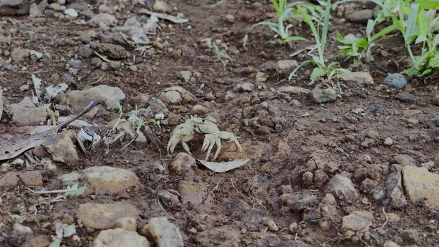 Albino Crab Moving Sideways At The Muddy Landscape At Brahmagiri Mountain Of Western Ghats In India. tracking shot