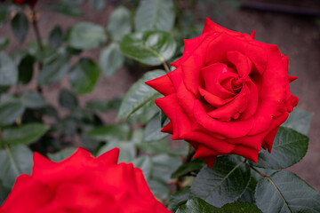 czerwone róże, różanka, park, ogród różany, czerwień, miłość, namiętność, red rose,  ostry kwiat, czerwona róża,  natura, lato  - obrazy, fototapety, plakaty