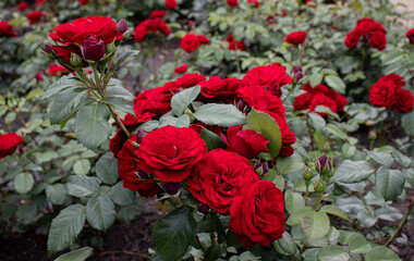 czerwone róże, różanka, park, ogród różany, czerwień, miłość, namiętność, red rose,  bukiet róż