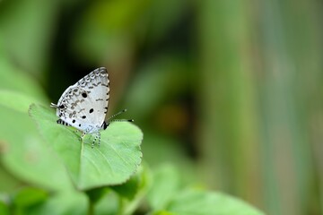 Butterfly from the Taiwan (Megisba malaya sikkima) Taiwan black star small gray butterfly  