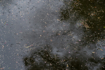落ち葉 池 雨 水面