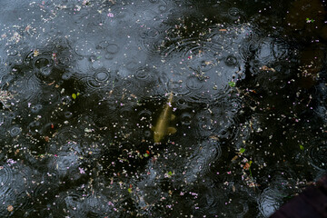 落ち葉 鯉 池 雨 水面