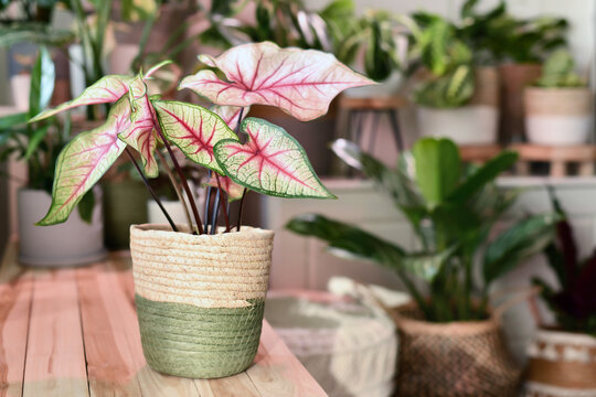 Potted 'Caladium White Queen' Potted 'Caladium White Queen' plant with white leaves and pink veins in basket on wooden table in front of other plants in blurry background