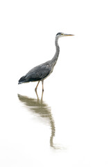  Beautiful Grey Heron (Ardea cinerea) fishing. Gelderland in the Netherlands.  Isolated on a white background.                                     