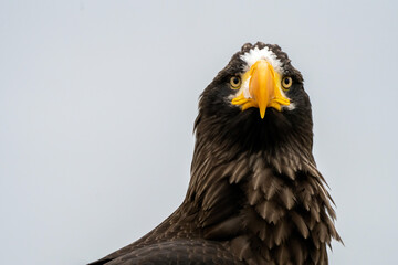Close up of a Steller's sea eagle head. Yellow bill and eye, large nostrils. Snot drips from the nostril. Against the background of nature