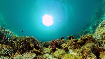 Fototapeta na wymiar Colourful tropical coral reef. Tropical coral reef. Underwater fishes and corals. Philippines.