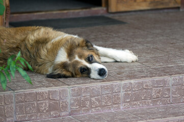 Duży pies leżący na ganku przed domem - obrazy, fototapety, plakaty