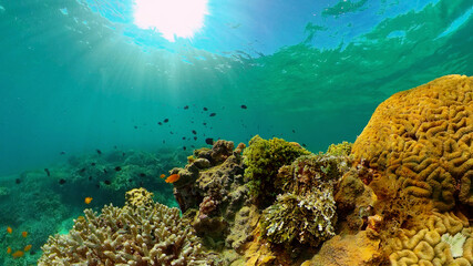Reef Coral Tropical Garden. Tropical underwater sea fish. Colourful tropical coral reef. Philippines.