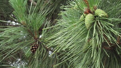 Growing pine cones 