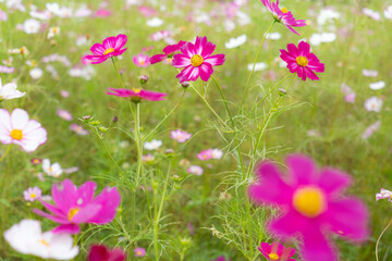 Fototapeta premium 満開に咲いている秋桜の花