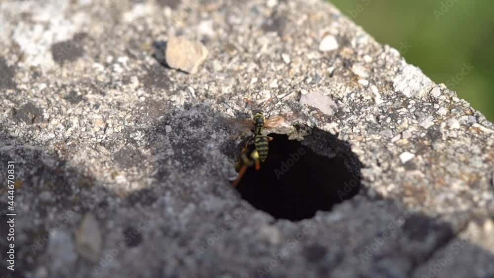Poster throwing rocks at wasps to prevent them from making a nest in an undesired location