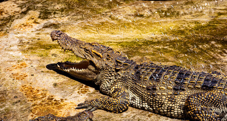 Crocodiles in a crocodile farm cafe in Phitsanulok, Thailand being raised for breeding, meat and...