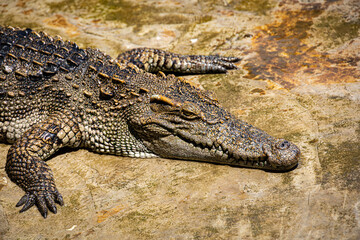 Obraz premium Crocodiles in a crocodile farm cafe in Phitsanulok, Thailand being raised for breeding, meat and leather