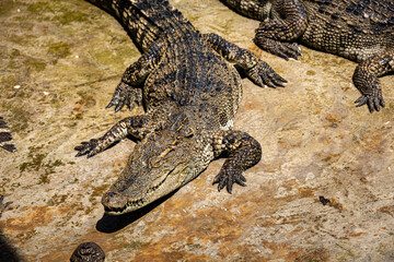 Crocodiles in a crocodile farm cafe in Phitsanulok, Thailand being raised for breeding, meat and...