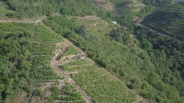 Flying Over Steep Terraced Vineyard In France, Circular Drone Orbital