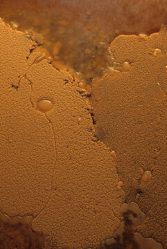 日本の伝統食品、酢酸膜、きび酢