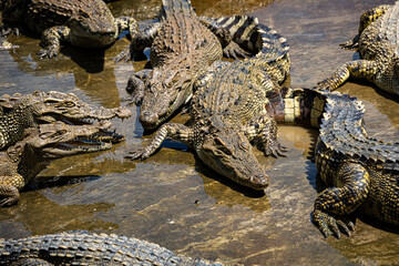 Crocodiles in a crocodile farm cafe in Phitsanulok, Thailand being raised for breeding, meat and leather