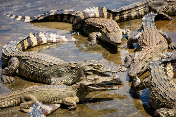 Crocodiles in a crocodile farm cafe in Phitsanulok, Thailand being raised for breeding, meat and leather