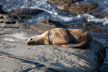 Harbor seal. Seals on the rocks. Sea lions on the cliff at La Jolla Cove in San Diego, California.