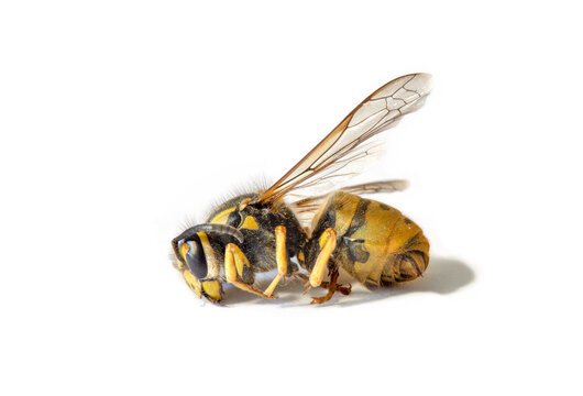 Macro view of a German wasp, European wasp, (Vespula germanica), dead wasp on white background