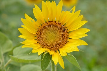 Bright colorful yellow sunflower. Shallow depth of field.