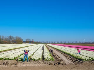 Fototapete Tulip field in Flevoland Province, The Netherlands    Tulpenveld in Flevoland Province, The Netherlands © Holland-PhotostockNL