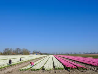 Fototapete Tulip field in Flevoland Province, The Netherlands    Tulpenveld in Flevoland Province, The Netherlands © Holland-PhotostockNL