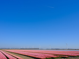 Tulip field in Flevoland Province, The Netherlands || Tulpenveld in Flevoland Province, The Netherlands