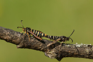 A rare pair of mating Six-belted Clearwing Moth, Bembecia ichneumoniformis, perching on a twig.	