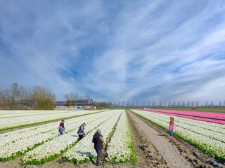 Foto auf Alu-Dibond Tulip field in Flevoland Province, The Netherlands    Tulpenveld in Flevoland Province, The Netherlands © Holland-PhotostockNL