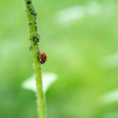 herrgottskäfer auf der Pflanze