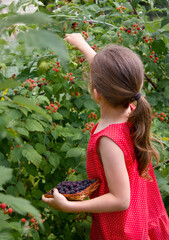 A pretty little girl collects blackberries. Summer harvest