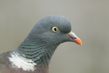 A head shot of a pretty Woodpidgeon, Columba palumbus. 
