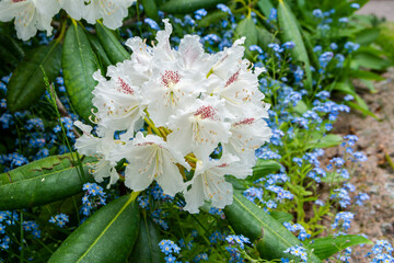 Blooming white rhododendron, Sapokka Water Garden (Sapokan Vesipuisto), Kotka, Finland