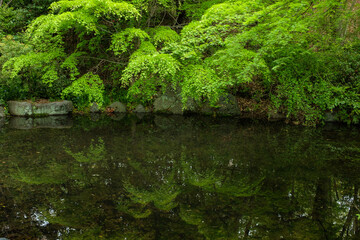 Fototapeta na wymiar 深い緑と池の写真
