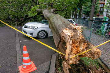 強風による倒木で潰された乗用車