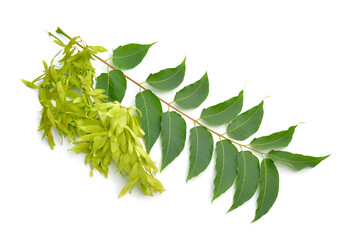 Ailanthus altissima, commonly known as tree of heaven, ailanthus, varnish tree, or in Chinese as chouchun. Isolated.
