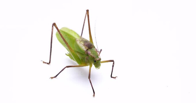 Video of the sound of a &ldquo;Giant katydid".
Recorded with a sound-collecting microphone.