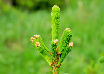 Spruce pine green branch with young shoots in the daytime in the woods, park, in nature. No people, close-up, selective focus. High quality photo