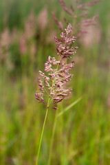 Obraz premium Bent grass also known as bentgrass or colonial bent or Agrostis capillaris in the filed close - up view. Common bent plant close - up view