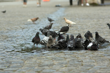 Stado kąpiących się gołębi w kałuży na kamiennym bruku