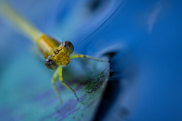 all about dragonfly and damselfly