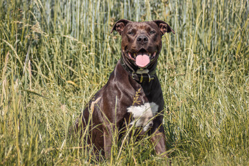 Dunkler Hund Gras Sitz