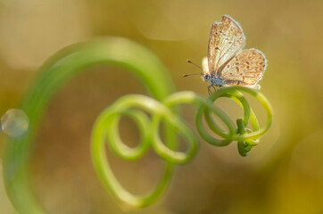 Butterfly with bokeh