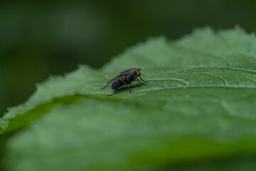 Fliege auf Blatt
