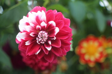 Flowers in the garden