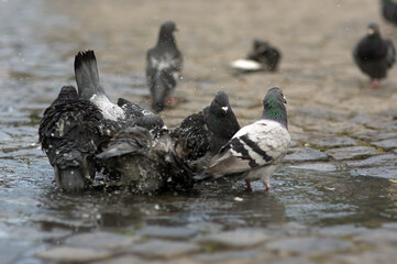 Fototapeta premium Stado kąpiących się gołębi w kałuży na kamiennym bruku